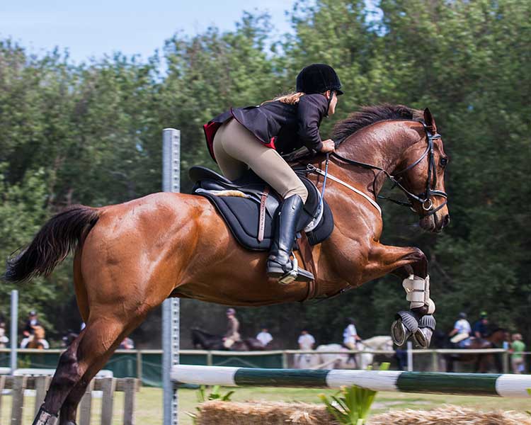 Horse riding hotel carabela Horse riding hotel carabela paguera